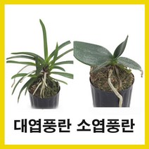 난 대엽풍란 소엽풍란 청옥환 석곡 대명환 디네마 로즈마리 금송 진주선 홍매화 아악무 공기정화식물, 5.대명환, 개