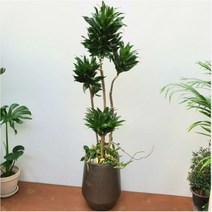 공기정화식물 드라세나 콤펙타 대형화분 160, 하남시, 서랍식받침