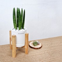 스투키 화이트 시리즈 & DIY 분갈이 Kit Set 셀프분갈이 다육이 공기정화식물 인테리어식물 인테리어화분 홈가드닝 키우기쉬운식물 키우기좋은식물, DIY키트, 우드다리