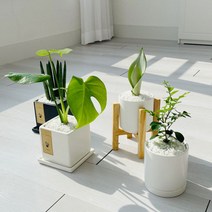cocooning 키우기 쉬운 실내 초보자 공기 정화 청정 식물, 사각블랙, 아레카야자