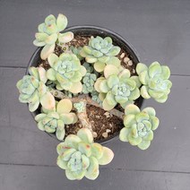 꽃다리 라울 77 다육식물 다육이 아이만배송, 1개