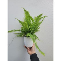 반려고사리 보스턴고사리 중품 30~55cm 75