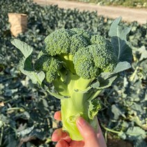 [팜니스] 제주 애월 브로콜리 1kg 2kg 3kg 5kg 8kg 브로코리