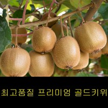 고씨네 특급 골드다래2kg 골드키위 제주키위 참다래, 쿠팡 특급 골드키위 2kg, 쿠팡 본상품선택