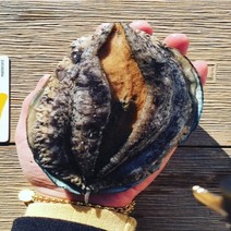 [활전복 산지직송] 완도 전복선물세트 직거래 대 특대 특특대 선물용 / 1kg 2kg 10미 20미 30미 40미 꼬마전복 미니전복 가정용 내일도착, 1kg(꼬마 30-37미), 1개