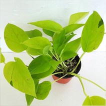형광스킨 키우기 쉬운 실내 공기청정 희귀 도매화원 식물, 단품