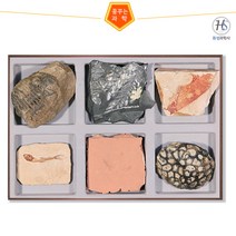 초등화석6종세트, 상세페이지 참조