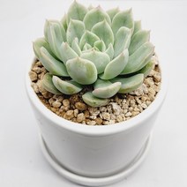 인플랜츠팜 멕시칸스노우볼 다육 도자기화분 공기정화반려식물