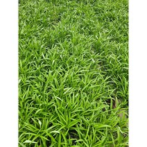 예천팜 공심채 원산지: 국내산(경북예천), 1통, 1kg