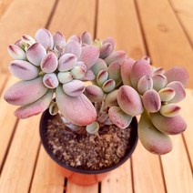 동글동글 통통한 분홍 방울복랑 예쁜 다육 식물1-40 랜덤발송, 단품, 1개