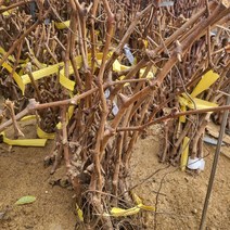 봄바람가든 포도묘목 켐벨포도 삽목1년특묘 꼼꼼한포장 과실수 포도나무 켐벨, 1개
