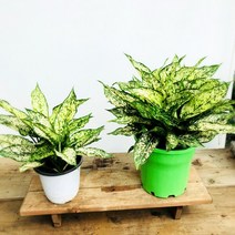 청년농부 그린사파이어 화분 사파이어식물 화려한식물 중형식물 소형식물, 중