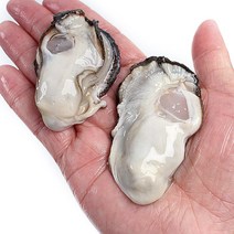 통수산 최상급 통영생굴 (가열조리용), 생굴1kg (가열조리용), 1개