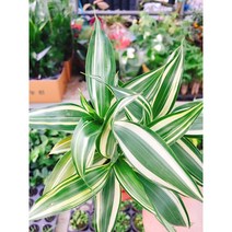 빅토리아 산데리아 // 산데리아키우기 / 공기정화식물 / 플랜테리어 / 실내 공기정화식물