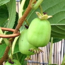 다래나무 묘목 / 삽1년생 (슈퍼점보) 다래중에 가장큰 독일개발 최신품종 / 맛좋음 수분수필요 FT240