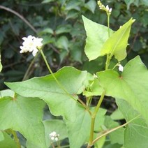 아시아종묘 대용량 꽃씨앗종자 메밀꽃 (kg) C27, 단품없음