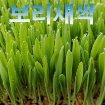 분당밀싹농장 새싹보리600g, 보리싹600g