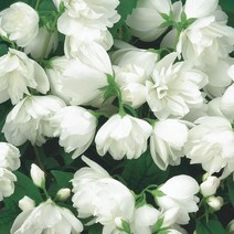 같이가치농원 고광나무(스노우벨)4치포트묘 개화주