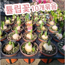 튤립꽃 10개/네덜란드의 상징인 고결하고 우아한 튤립으로 봄맞이 강추