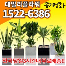 실내공기정화식물 미세먼지 공기청정 키우기쉬운식물 플랜테리어 식당 개업축하선물 산세베리아 고무나무 안시리움 율마 아가베 아레카야자 승진화분, (선택69)드라코