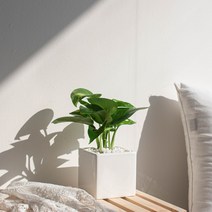 나루플랜트 실내 공기정화식물 화이트화분 공기청정 반려식물 인테리어식물, 1Ea, 스킨답서스