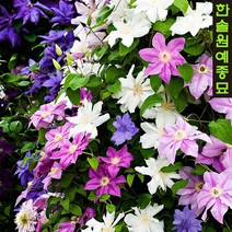 클레마티스 덩굴 수입 네덜란드 으아리 포트묘, 05. 멀티 블루 12cm포트