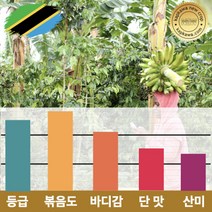 캅카와 [스페셜티]원두 탄자니아 음베야 AAA FAQ 강배전 500g (뉴크롭), 더치커피용