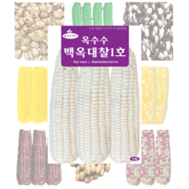 옥수수 콩 씨앗 모음, 호랑이콩 30g