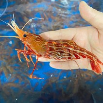 독도새우 꽃새우 닭새우 / 산지직송 횟감 선어, 활 독도 꽃새우500g(20미전후)