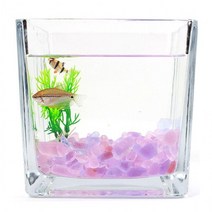 꾸미기 유리 30큐브어항 열대어키우기 어항 퍼플 물고기키우기 베타어항 자갈 알비노폴레드구피 물멍 컬러