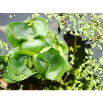 부레옥잠 10뿌리