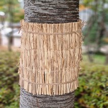 잠복소 월동거적 나무 보호 바람막이 왕골 볏짚 지푸라기, 45cm 20m