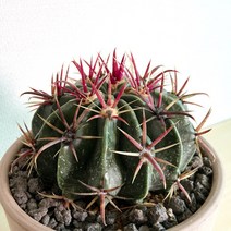 일출환 선인장 이태리토분 세트 - 희귀선인장