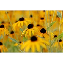 루드베키아 씨앗 1kg / 다년생 / 야생화씨앗 도매전문(ON)