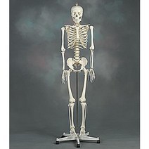 170cm 전신해골모형 한의원 병원 정형외과 헬스장 모형