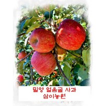10KG 삼이농원 밀양 얼음골 사과 (산지직송), 10KG 52-53과 (소과)