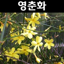 영춘화 나무 묘목 H1.0m 3개/정원/공원/조경수