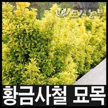 황금사철/황금사철나무/황금사철묘목/조경수/도시농부, H0.8(80cm)*뿌리 1주