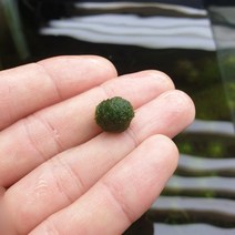 (수초) 마리모 (약 1cm) 1개, 단품