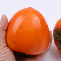 대봉감(대) 10kg 40과내외 팔팔마켓 대봉시 홍시용