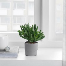 이케아 NYPON 미니 화분 다육이 선인장 실내 식물 분재 조화 가드닝 미세먼지 공기정화 스투키