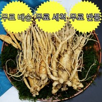 금산인삼 난발삼 특대사이즈 7~8뿌리(750g) 가정용 오쿠용 5~6년근 무료반품, 비세척 난발삼 특대 7~8뿌리 750g