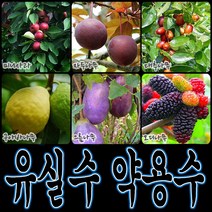 순희농장 대봉 모과 매실 홍도화 오디 구아바 오미자 포도 아로니아 칼슘 비파 보리수, 왕매실포트, 1개