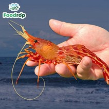 푸드랍 꽃새우 울릉도 독도 활 새우, 독도근해 꽃새우 1kg 60미내외