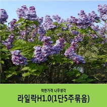 착한가격 나무생각 라일락나무 묶음모음, 라일락H1.0(1m)5주묶음