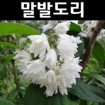 말발도리 나무 묘목 키1.5m 1개/정원/공원/조경수