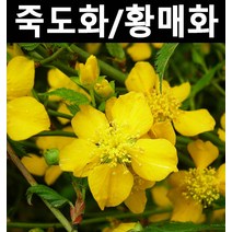 황매화(죽도화) 키1~1.2m 3개/나무 묘목/군식조경/경계수
