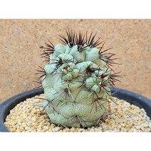 선인장/맥도가리-2126 아프리카농장, 1개