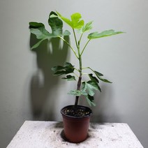 [공룡꽃식물원]무화과 소품 과실수 59