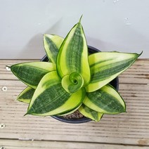 행복한꽃순이 산세베리아골드하니